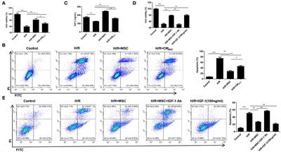 The Exosomal lncRNA KLF3-AS1 From Ischemic Cardiomyocytes Mediates IGF-1 Secretion by MSCs to Rescue Myocardial Ischemia-Reperfusion Injury